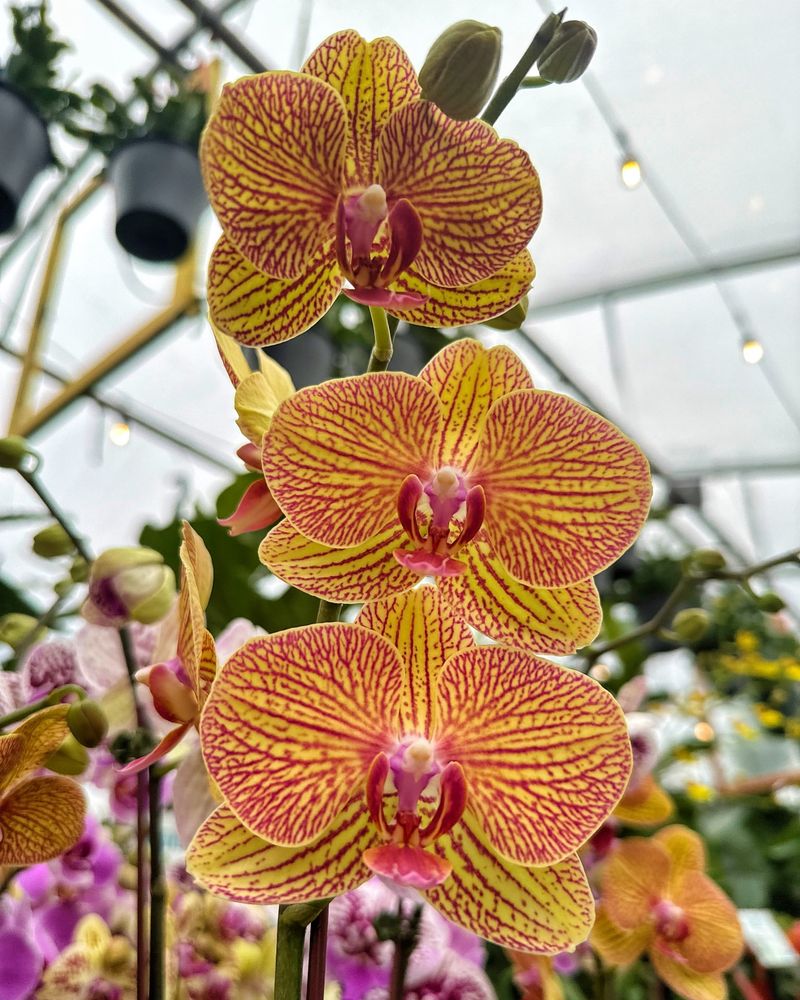 Choose Orchids Suited To Southern California