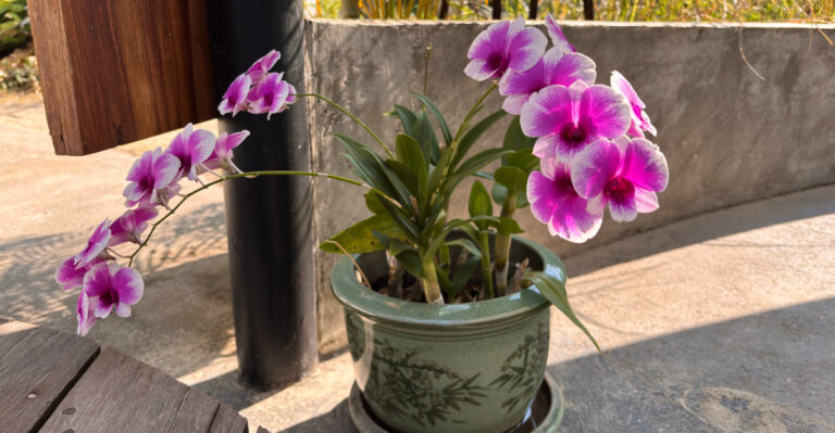 orchid outside
