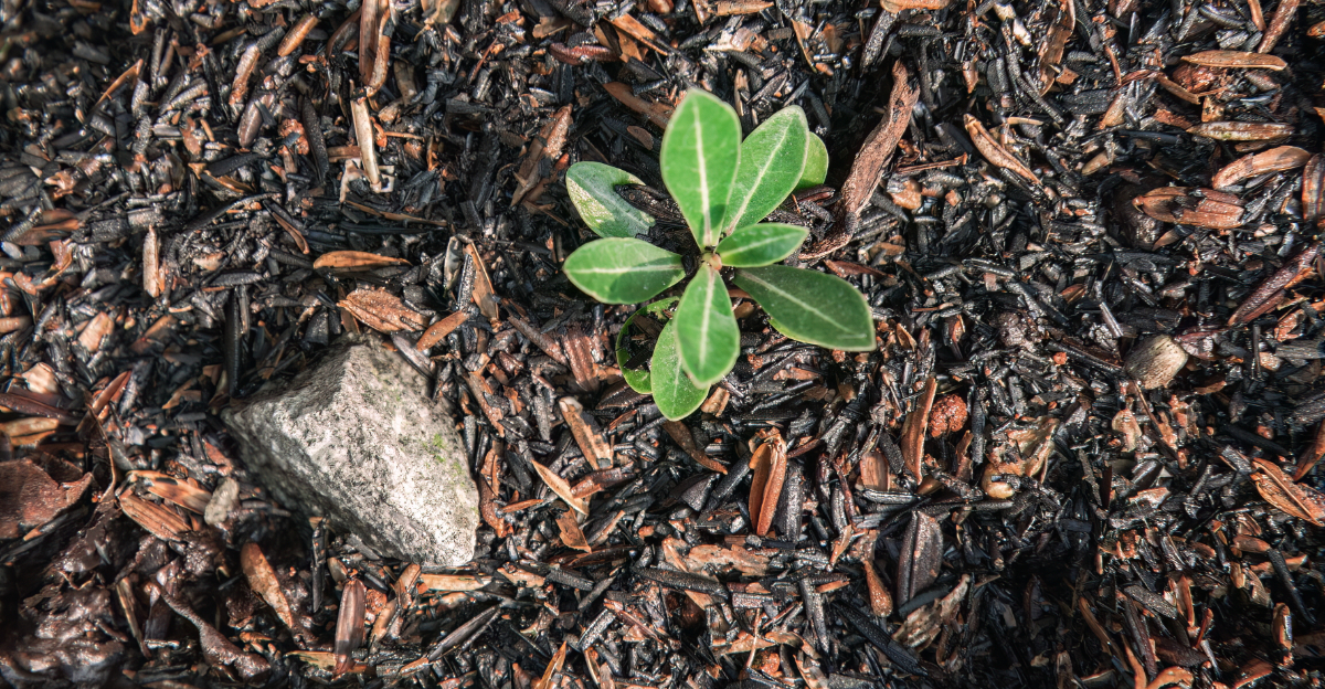 plant (featured image)