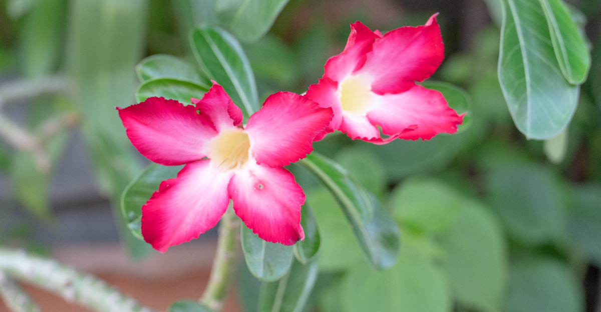desert rose (featured image)