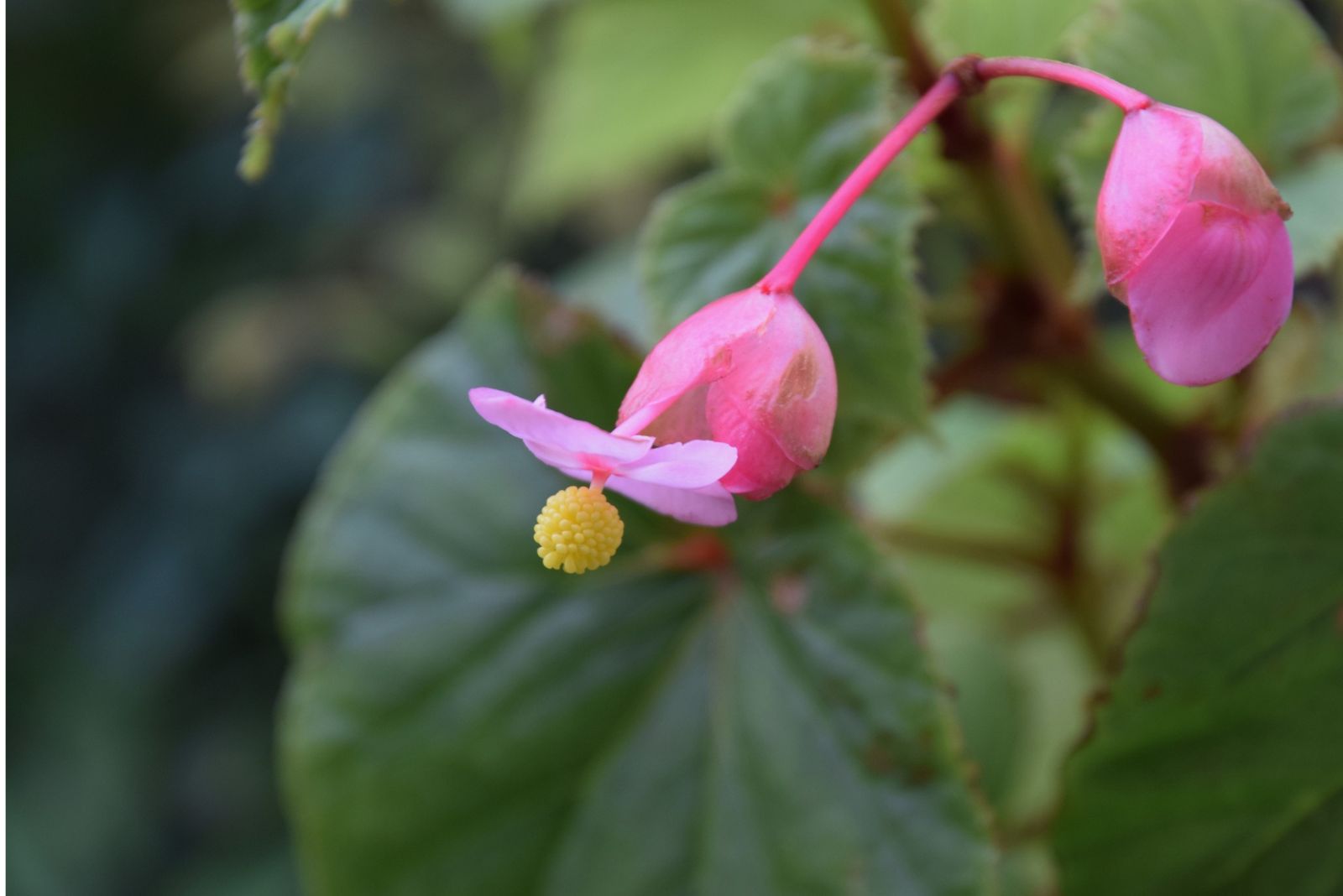 begonia blooms