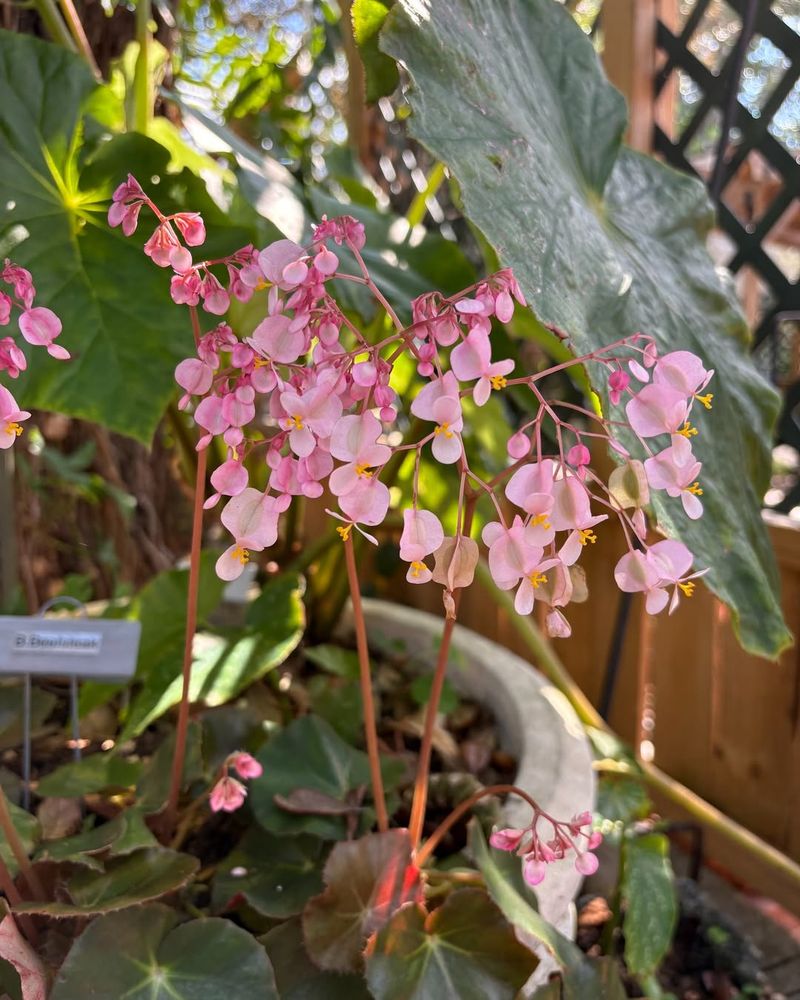 Provide Your Begonias With The Right Amount Of Light