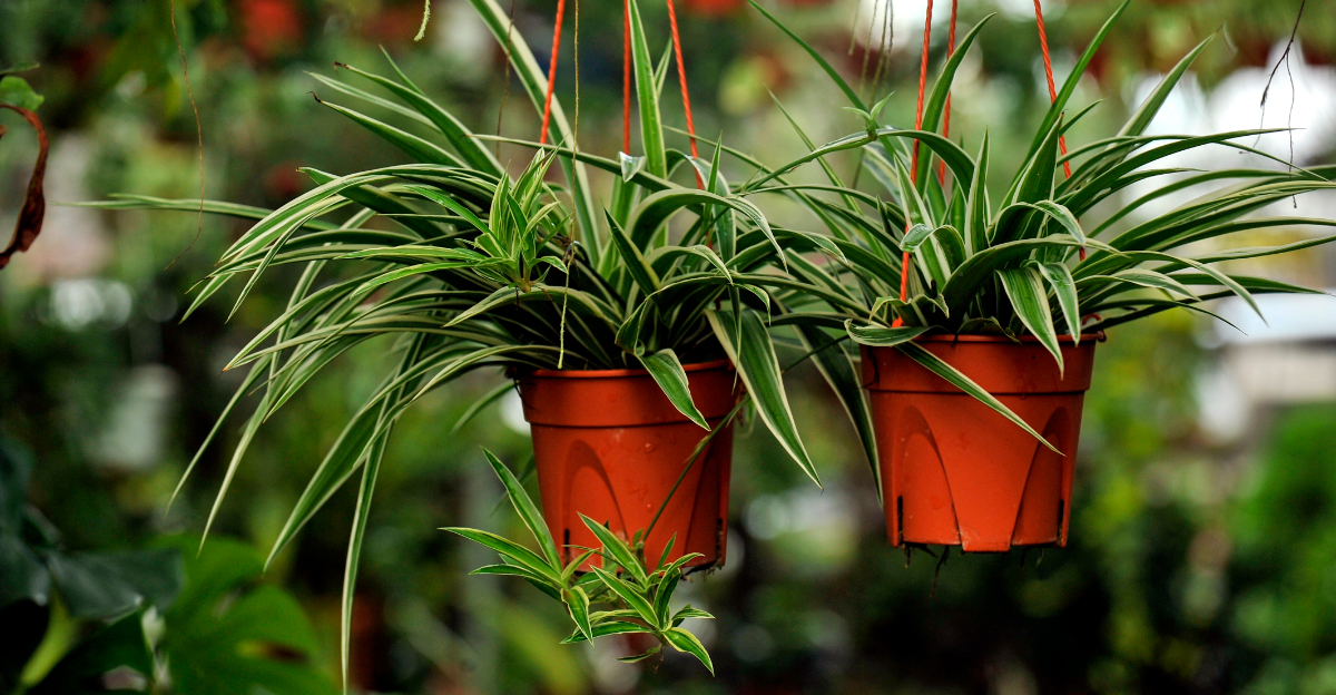 spider plant