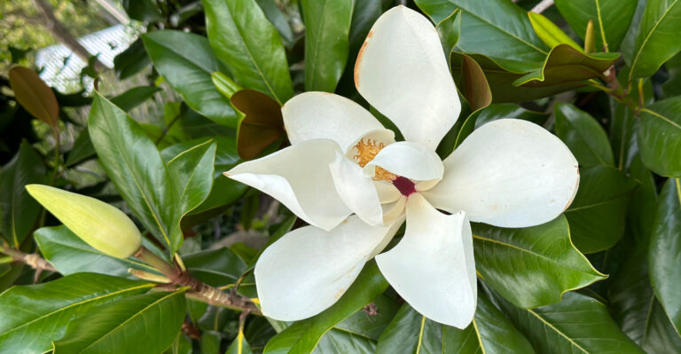 magnolia