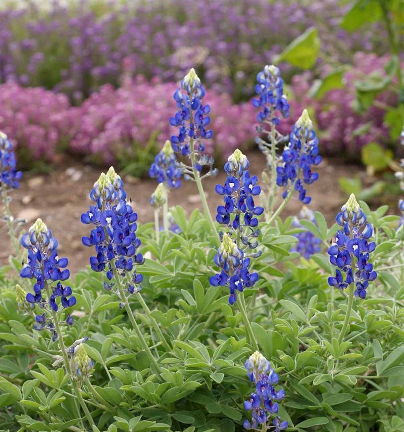 Bluebonnet (Lupinus Texensis)