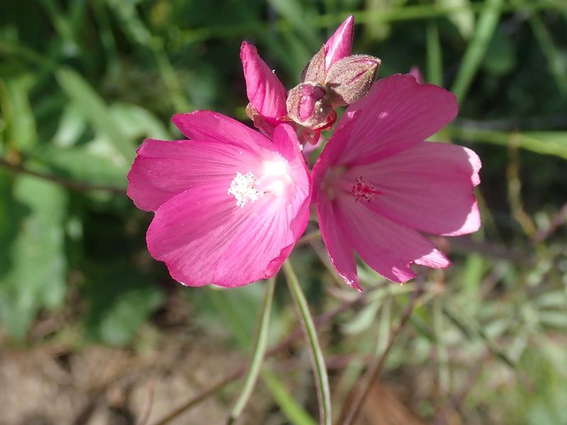 Care Tips For Strong Growth