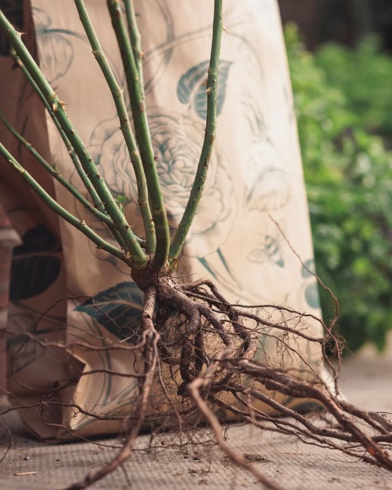 Plant In Early Spring Before Extreme Heat Arrives