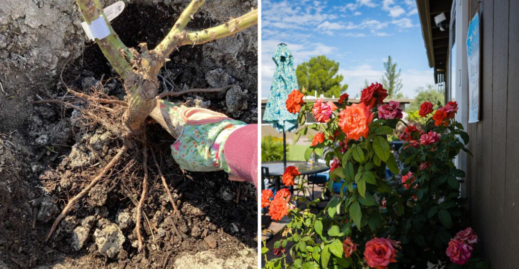 Red Rose Roots How To Plant Own-Root Roses In Arizona Desert Gardens This Spring