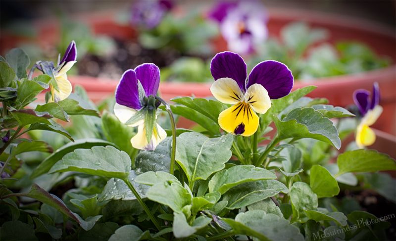 Care Tips For Continuous Spring Blooms