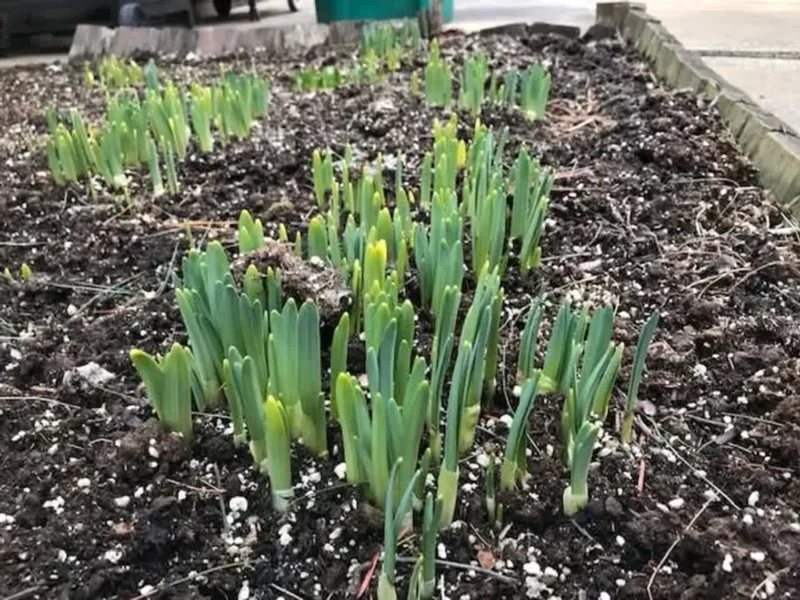 Arizona's Warm Winter Spells Can Break Dormancy Too Early