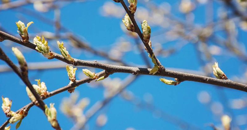 Healthy Buds, Strong Spring