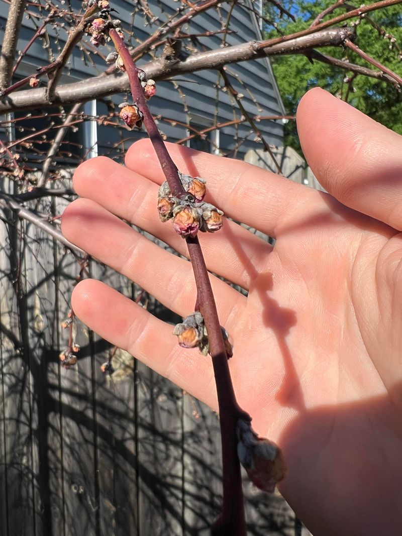 Spring Temperature Swings Threaten Tender Blossoms