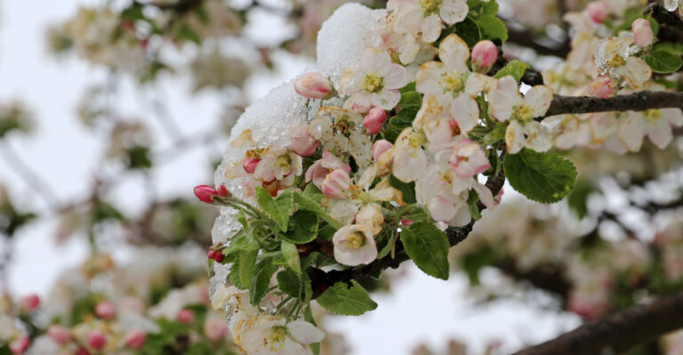 Apple blossoms with snow and ice