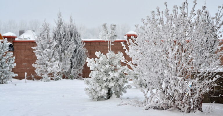 shrubs and trees frozen