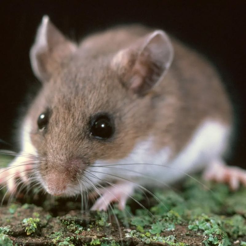 Know Your Enemy - Gophers, Mice, Or Rats?