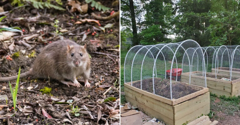 rodents in garden