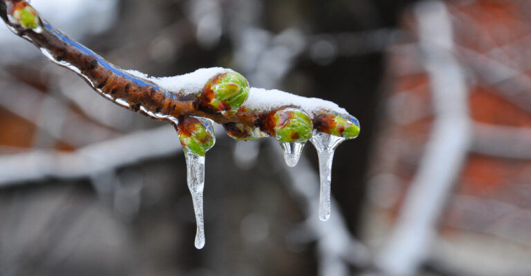 fruit tree buds frozen