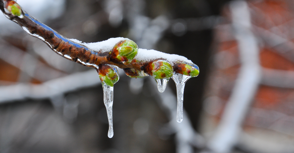 fruit tree buds frozen