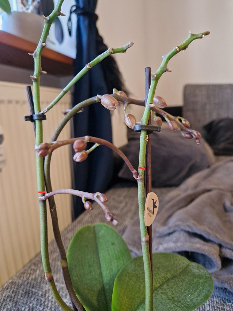 Where To Cut The Flower Spike