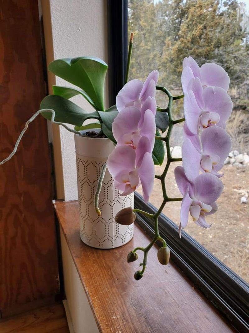 When To Prune Orchids In California