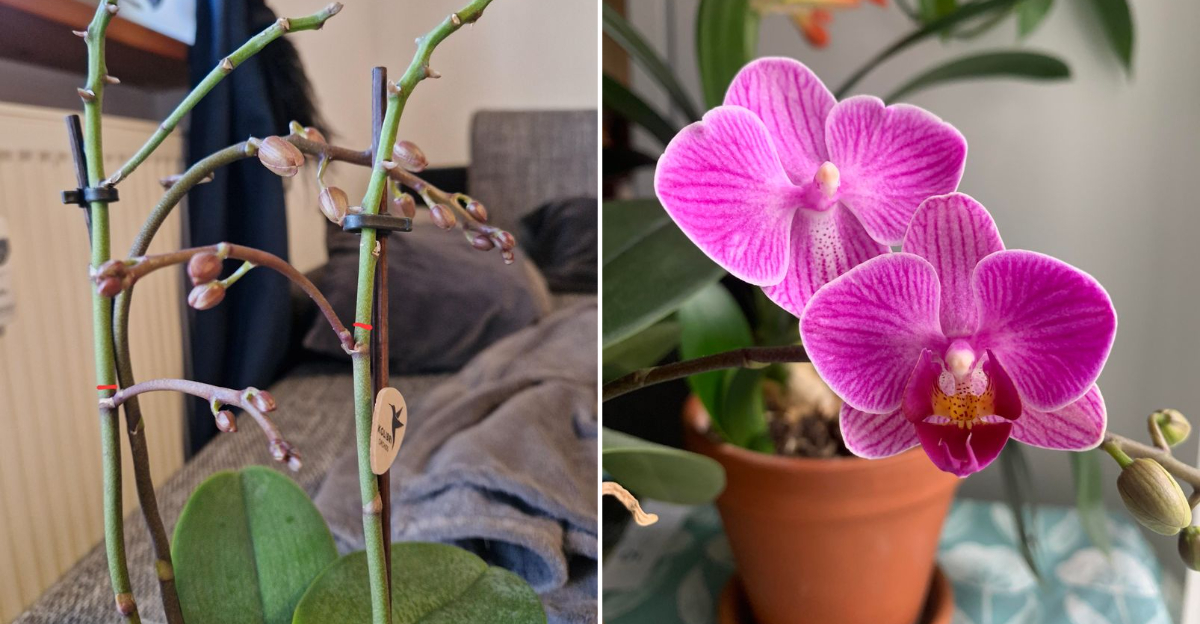 orchid pruning