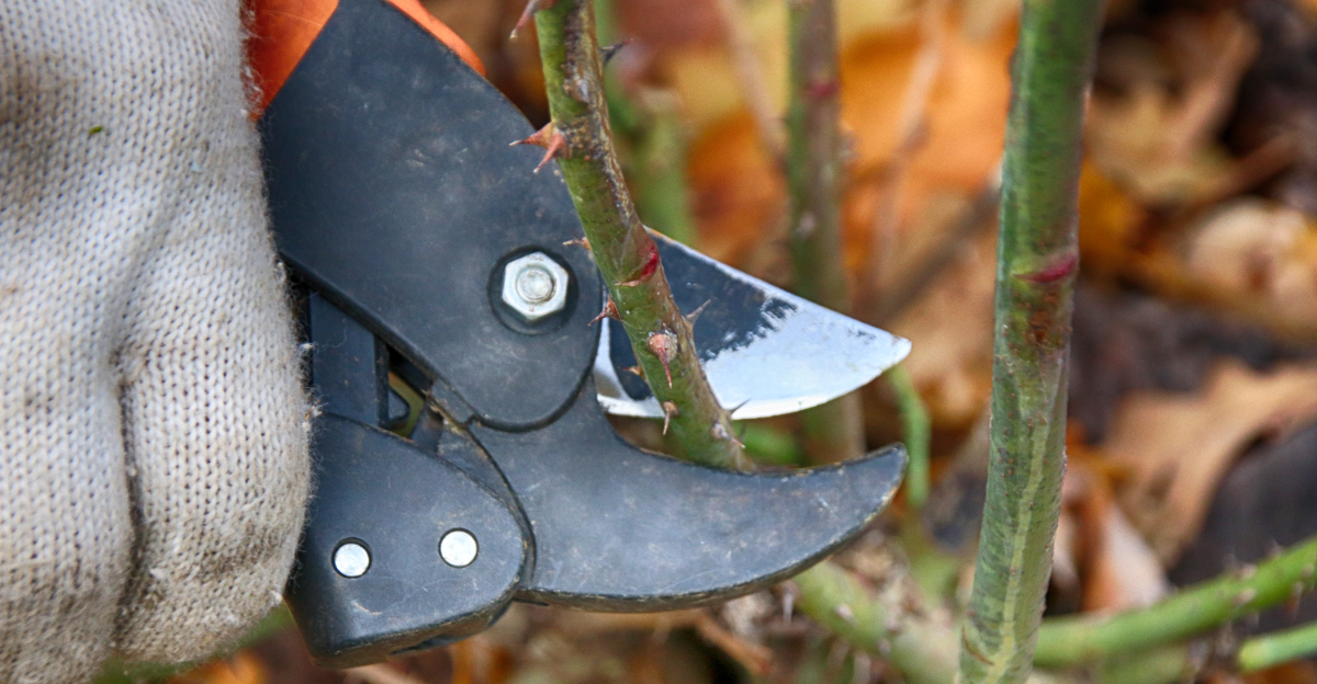 pruning roses (featured image)