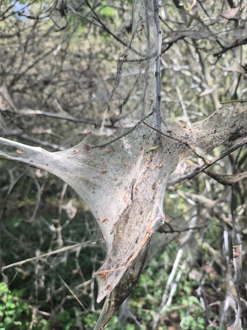 Small Black Droppings And Webbed Leaves Mean Caterpillars Are Hiding