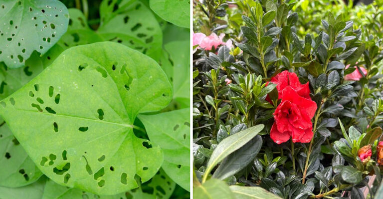 How To Recognize Caterpillars On Shrubs In Georgia And Stop The Damage