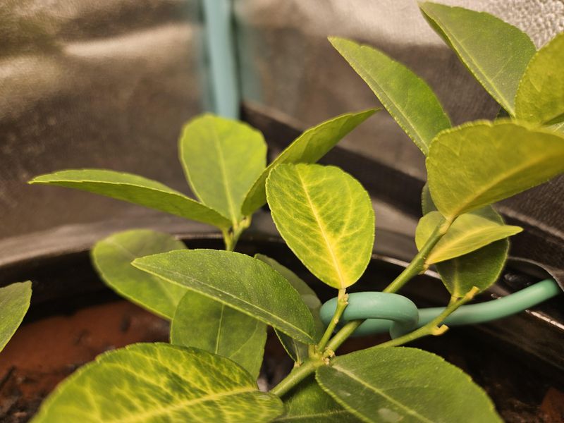 How To Tell If Your Citrus Tree Is Stressed Or Declining