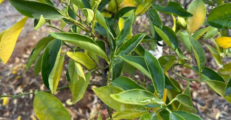 struggling citrus tree