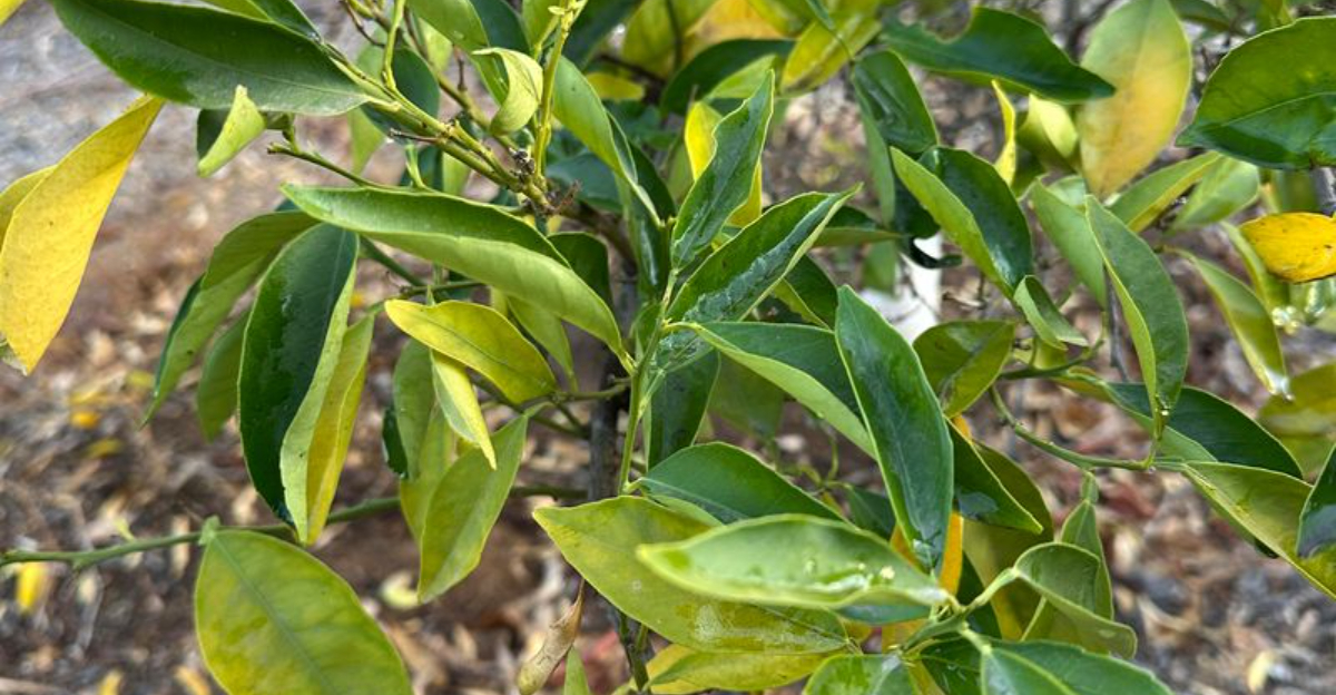 struggling citrus tree