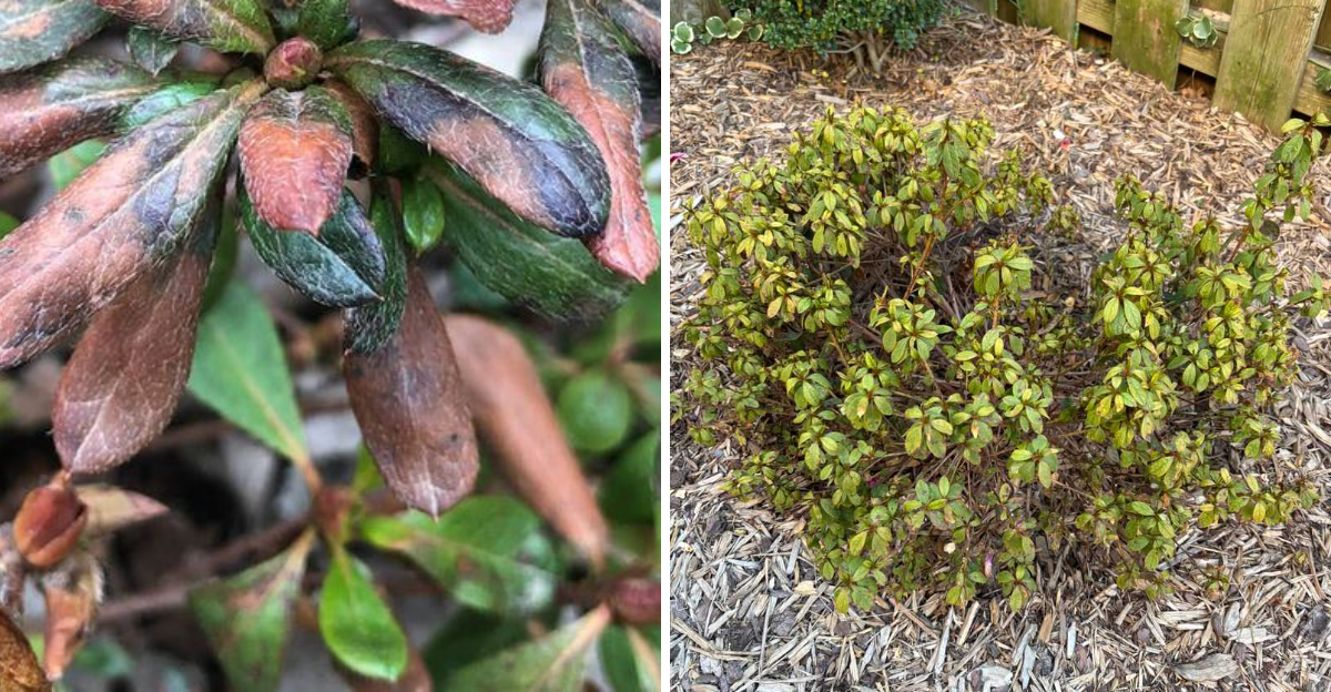 winter damaged azalea