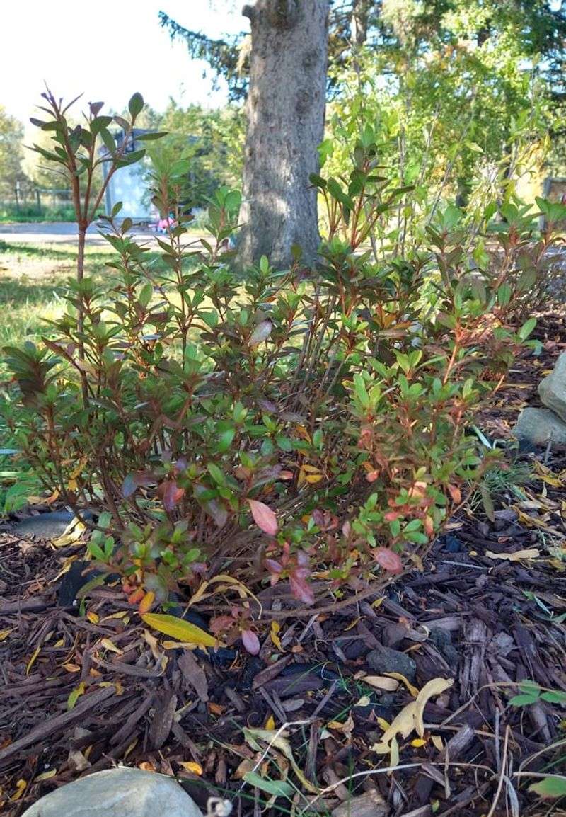 Start With A Quick Scratch Test To Find Live Wood