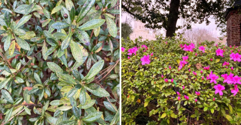 How To Revive Winter-Damaged Azaleas In Georgia Before Spring Blooms