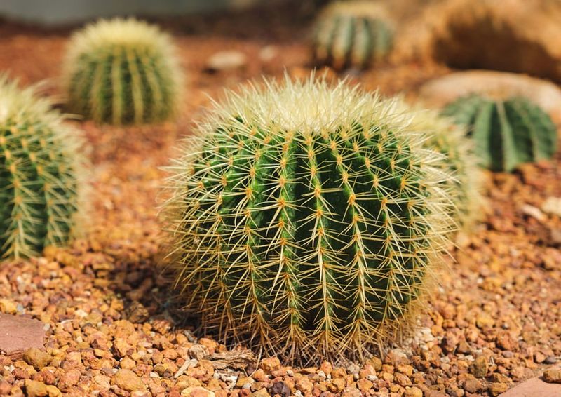 Deep Watering Helps Desert Plants Bounce Back