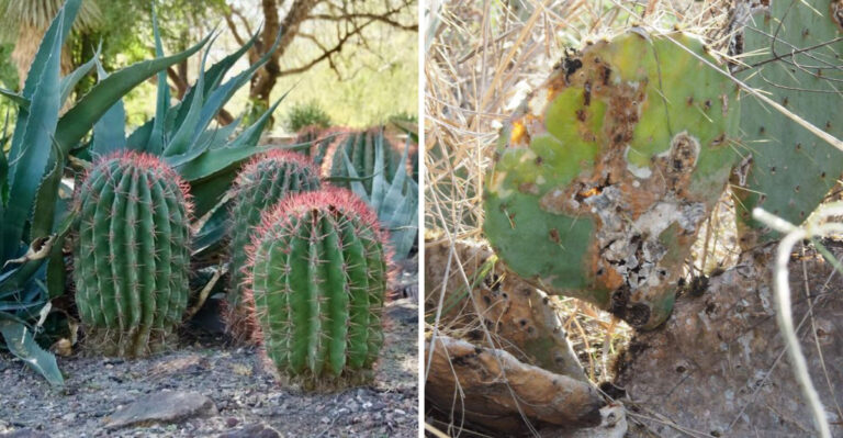 How To Revive Your Desert Plants In Arizona Without Replacing Them