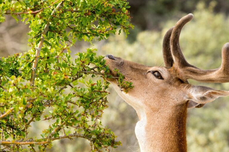 deer eating in garden