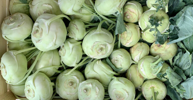 storing kohlrabi harvest