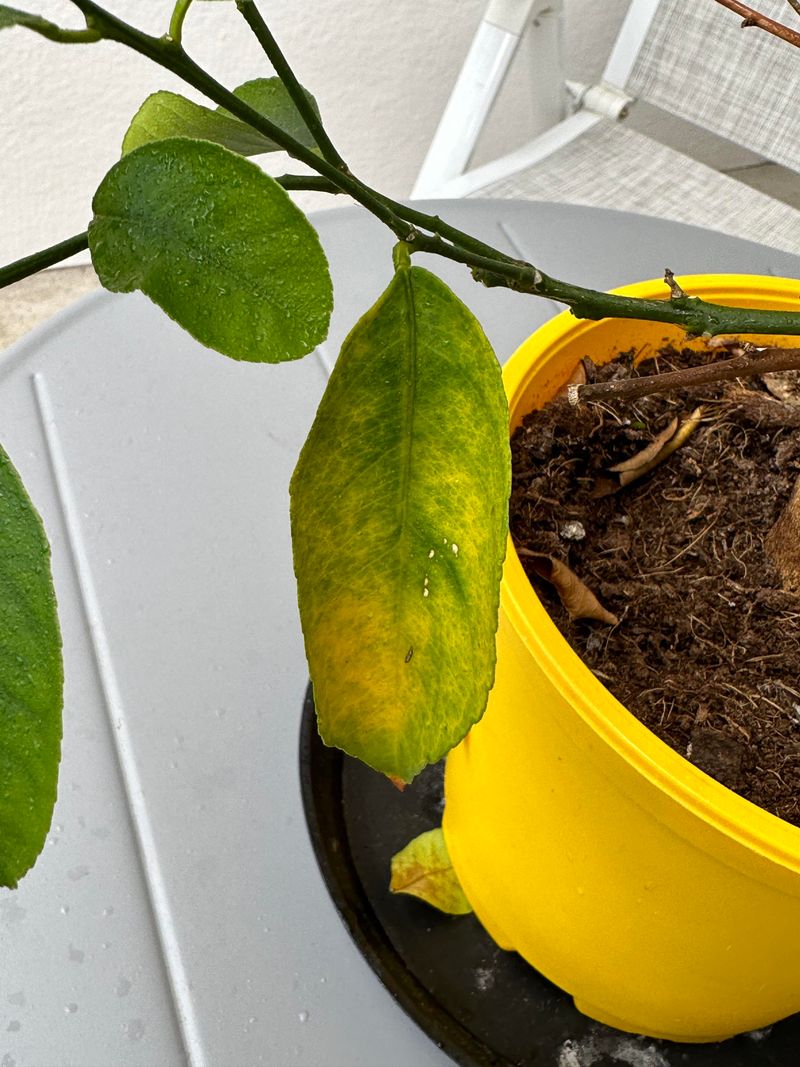 Common Reasons Citrus Trees Struggle In Florida