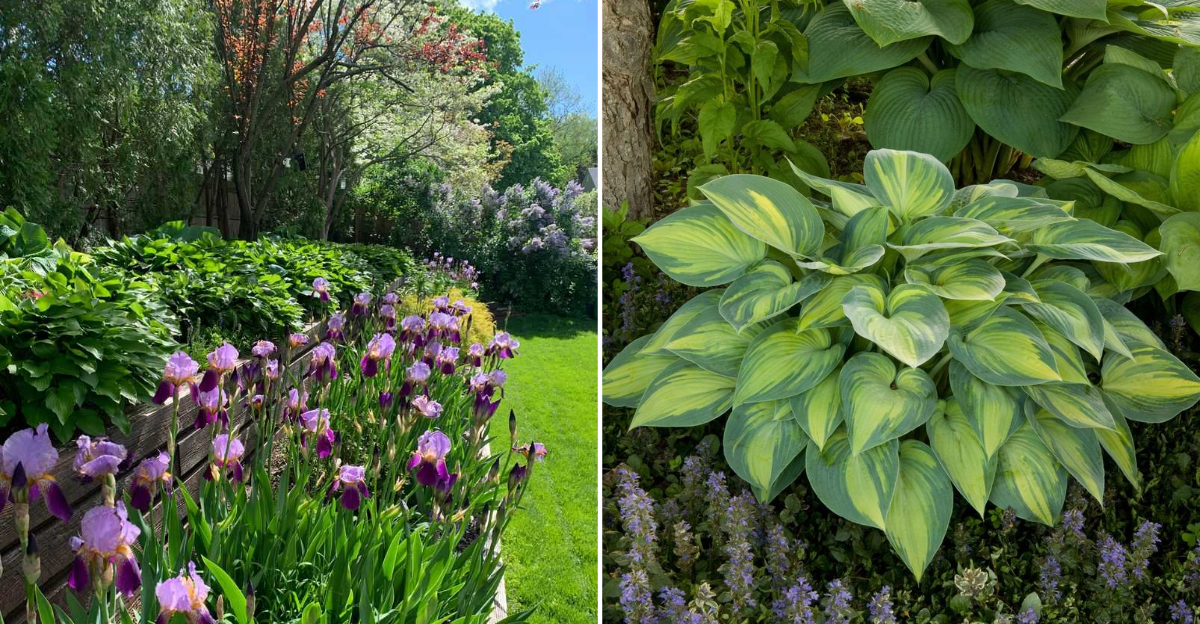 hostas woodland edge