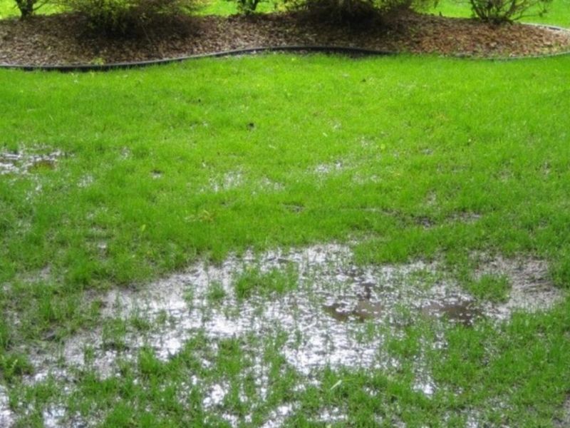 Turn Standing Water Into Frog-Friendly Zones