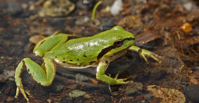 How To Turn Soggy Oregon Yards Into A Peaceful Frog-Friendly Space