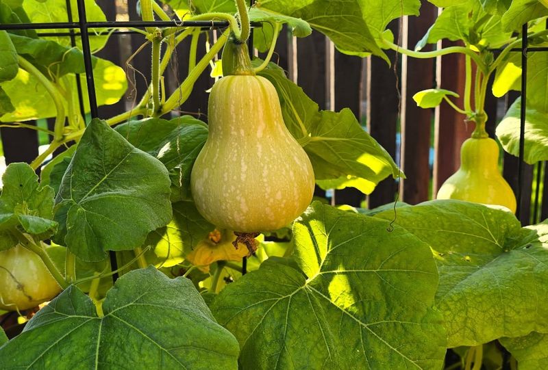 Heat-Adapted Growth Cycles Slow Plants Without Stopping Them