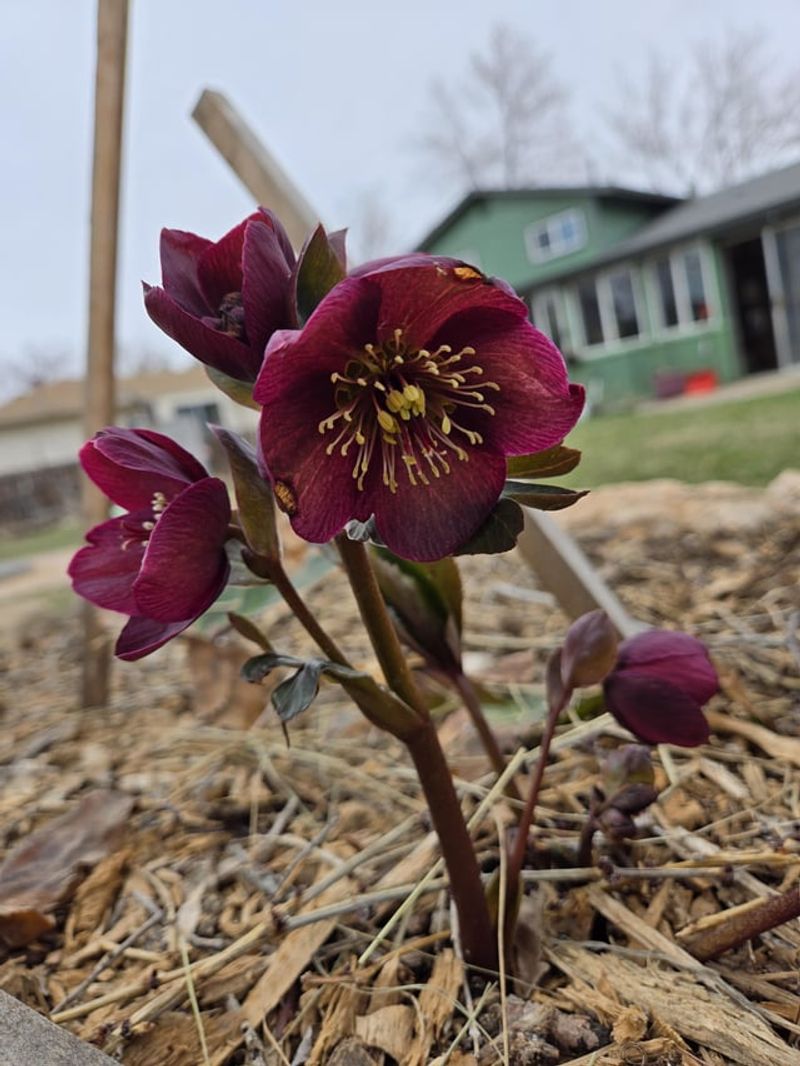 The Right Way To Clean Up Hellebores
