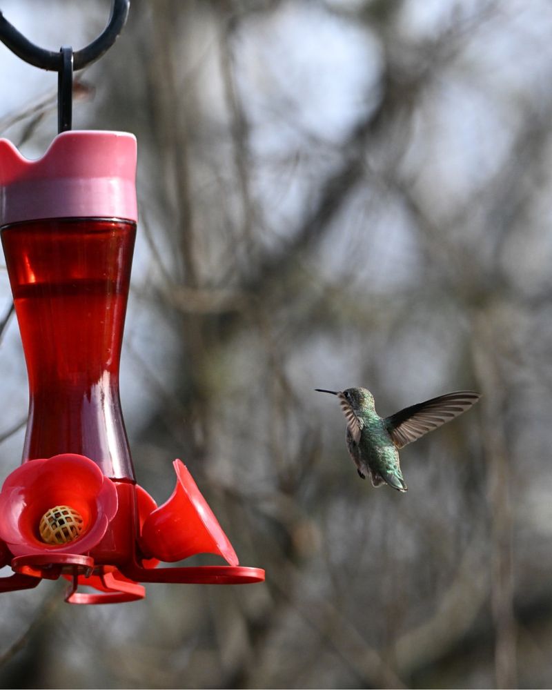 Why Some Hummingbirds Stay Year-Round