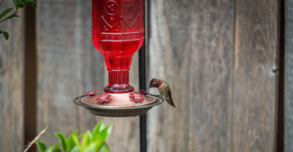 hummingbird feeder