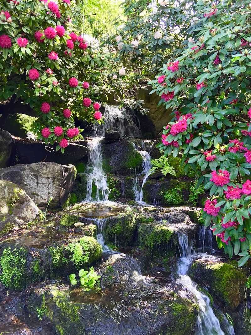Crystal Springs Rhododendron Garden