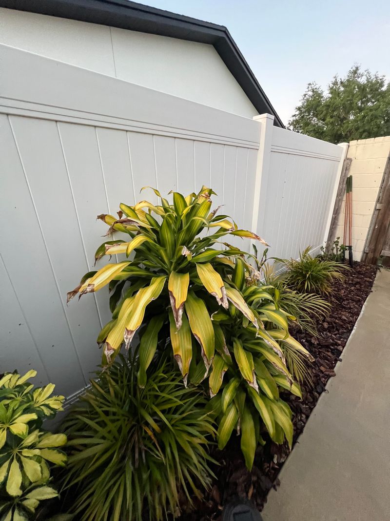 Overwatering Creates Hidden Stress