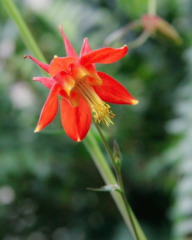 Western Columbine (Aquilegia formosa)