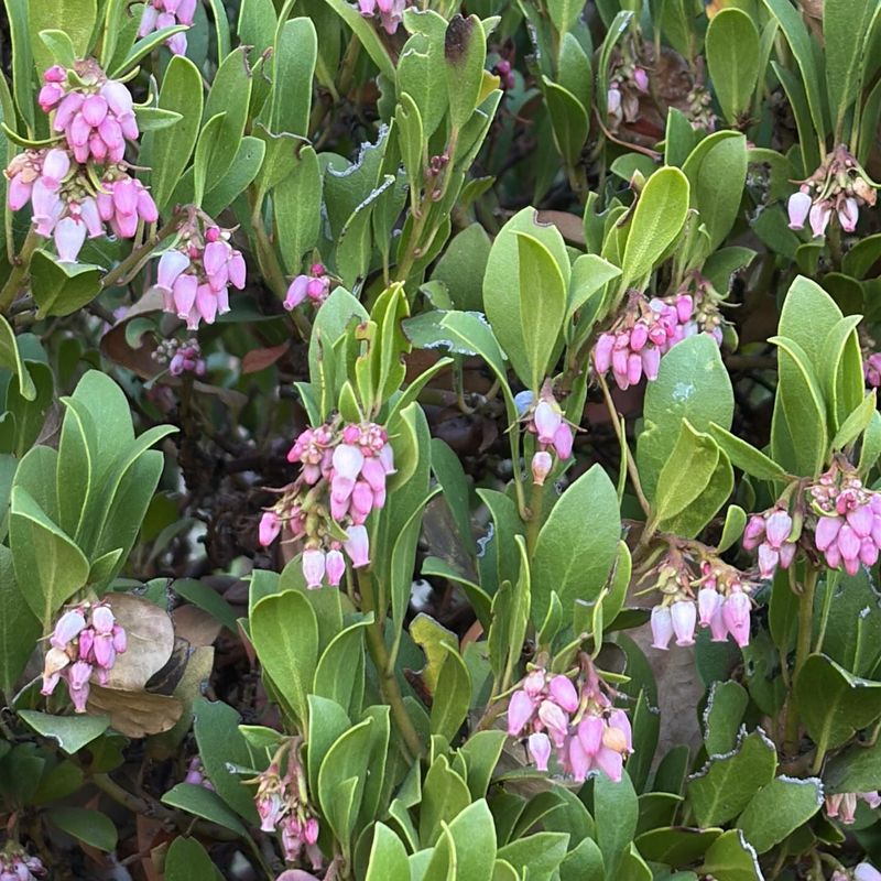 Manzanita (Arctostaphylos spp.)